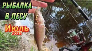ИЮЛЬ РЕЧКА В ЛЕСУ ДОНКА ЛЕЩ ГОЛАВЛЬ ТРОФЕЙНЫЙ ЛЕЩ