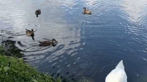 Утки и лебеди в парке на территории Николо-Угрешского монастыря