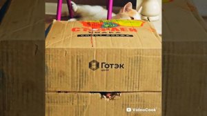 Котакоробка