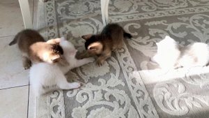 Котята кошки Кайли подросли.