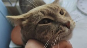 Деревенский кот утром
