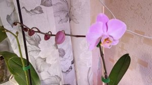 Продаю все свои орхидеи, теперь у меня будут только  глоксинии 🌹!обзор новых расцветашек ☺ #глоксин