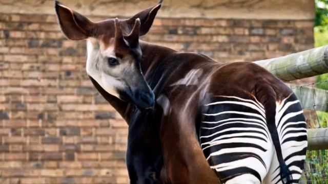 Окапи… Вы кто такие? смотреть онлайн