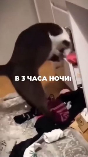 Обожаю котов и их безумства 😂