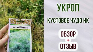 Укроп КУСТОВОЕ ЧУДО НК. Чудо ли? Обзор + отзыв.