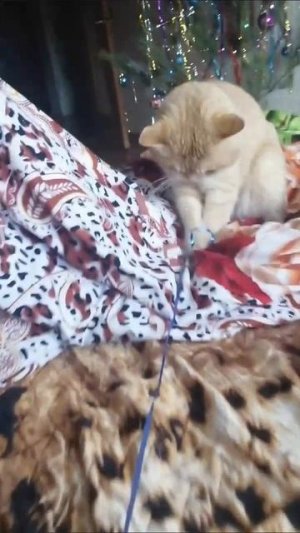 кот играет