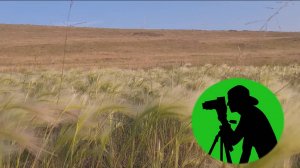 Шелест травы в степи, кузнечики и птицы / Звуки природы для вашего отдыха, сна и медитации