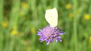 Бабочка капустница