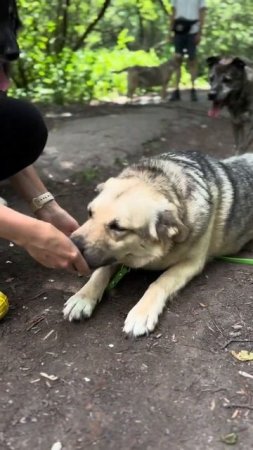 Бэйли ищет дом fund4dogs.ru #собака #ищетдом #милота #приют