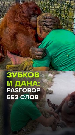 «Вот, видишь, везде были вавки»: Олег Зубков и орангутан Дана