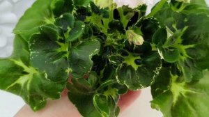 Фиалка МТ-Кокилье