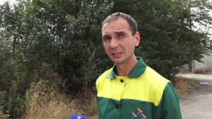 Борьба с амброзией развернулась в Карачаево-Черкесии