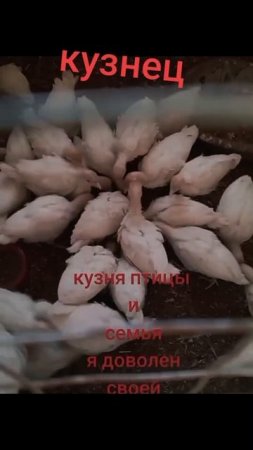 # кузнец