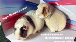 Жених и невеста Золтан и Ева 23.07.25 морские свинки американский тедди