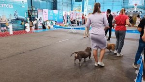 Выставка собак. Американский Булли Бэлла лучший юниор и лучший представитель породы.Влог