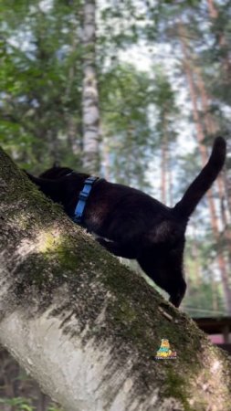 Чуть на макушку не забралась🌳😹 #кошка #юмор #смешныекошки