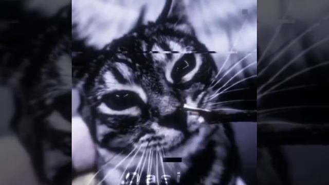 🐈🐈🐈