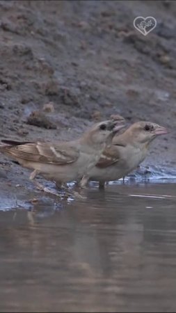 У водопоя