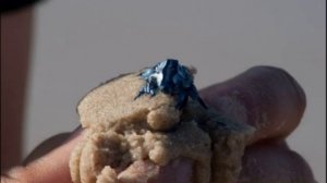 Глаукус/Голубой Дракон/Голубой Ангел