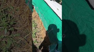 сенаж2025 года, пробный рулон.