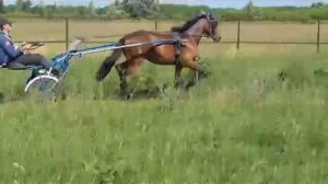 Конате "Ч" (к) (Falk on Hill - Kemas Winnie)