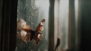 Бабочка №3. #судьба #рок #мотылёк #тюрьма #плен