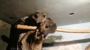 Медведь - Кошка существует? Бинтуронг.