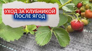 ПОСЛЕ ЯГОДНОГО СЕЗОНА: КАК ПРАВИЛЬНО УХАЖИВАТЬ ЗА КЛУБНИКОЙ — ОБРЕЗКА И ПОДКОРМКА КУСТОВ