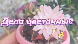 Дела цветочные: пересадка адениумов, обзор растений