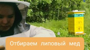 Отбираем липовый мед. Пасека Савиных на Урале, Пермский край.