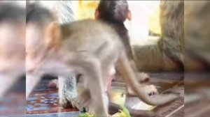 Мимика и поведение новорождённого детёныша макаки ... 1000024776.mp4