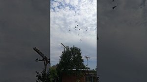 небольшой сборник гона голубей