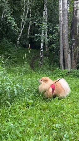 Басенька никуда не спешит и наслаждается жизнью!