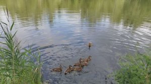 НАШИ ДИКИЕ УТКИ