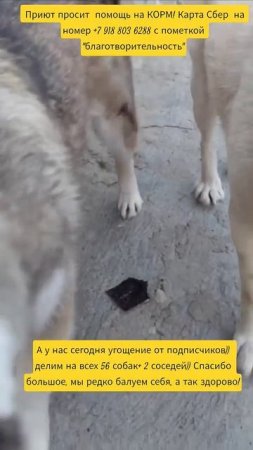НАС100=99хвостиков+1человек!
