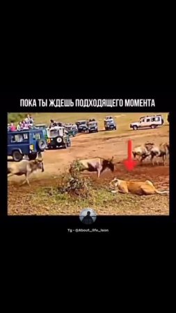 Действуй! Либо ты, либо кто то другой! Tg - @About_life_leon  #успех  #мотивация  #саморазвитие