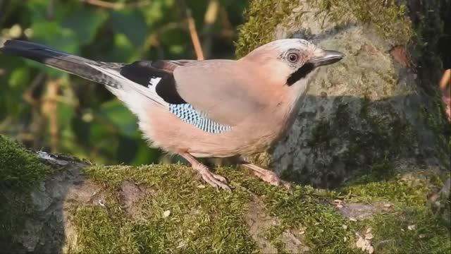 10 Самых Умных и Говорящих Птиц в Мире смотреть онлайн