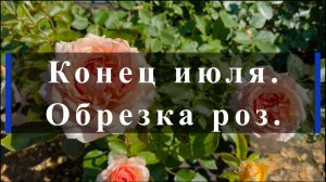 Конец июля. Обрезка роз.