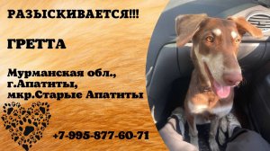 Пропала собака! ГРЕТТА. Мурманская обл,  г. Апатиты