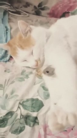 Кошка и мышка