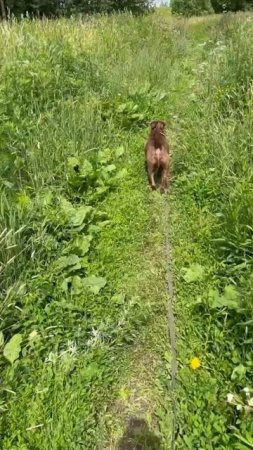 Басэм