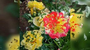 Дима Билан - Про белые розы