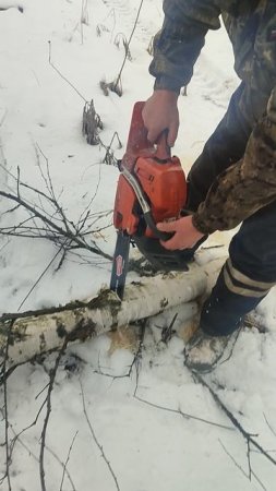 Пилим Дрова Хускварна 👍👍👍