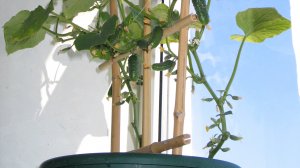 Огурчик в кашпо😃🌱