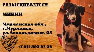 Пропала собака! МИККИ. Мурманская обл., г.Мурманск.