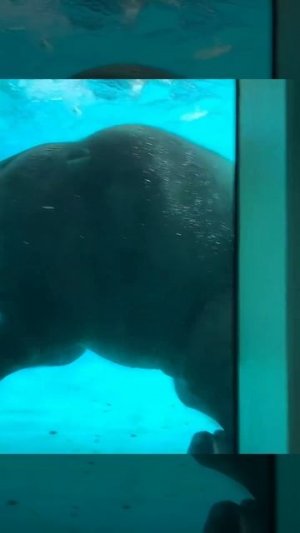 Странный у вас аквариум, конечно... #shorts