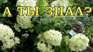 ГОРТЕНЗИЯ: 6 самых важных вопросов о выращивании🌸🌸🌸