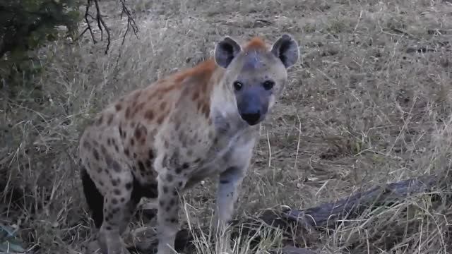 У Этих Животных Самые Сильные Укусы смотреть онлайн