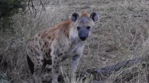 У Этих Животных Самые Сильные Укусы