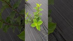 Обзор цветущих метельчатых гортензий . Часть 1.